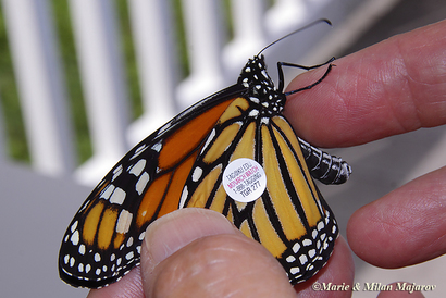 tagged monarch butterfly in the hand