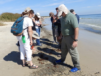 Volunteers standing on beach looking at marine debris.