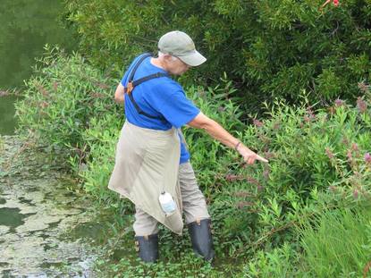 person outdoors in wetland, wearing rubber boots, pointing at a plant