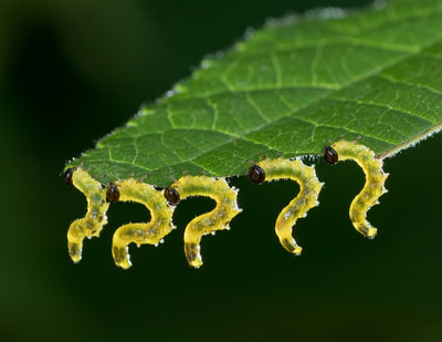 Five sawfly larvae hanging from a green leaf.