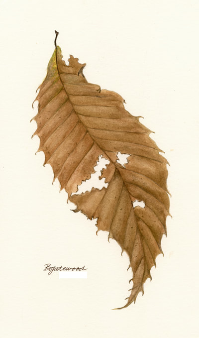 Brown and dead chestnut leaf with holes in it