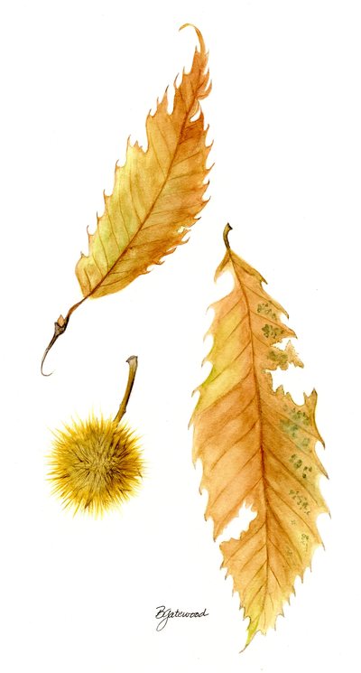 Yellow and orange chestnut leaves with a burr alongside