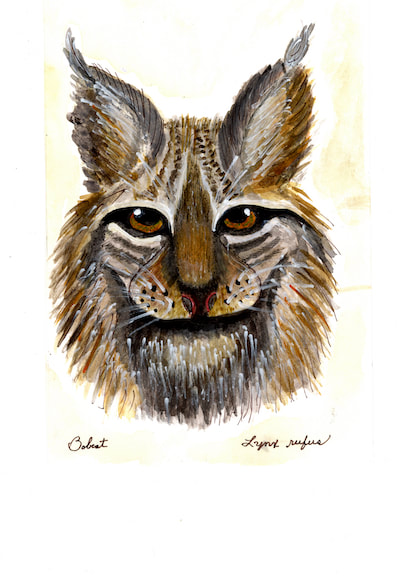painting of bobcat face