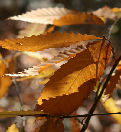 Photo of golden-orange chestnut leaves in autumn.