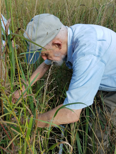 Man on his knees using hands to part tall grasses and looking at the ground between the grasses.