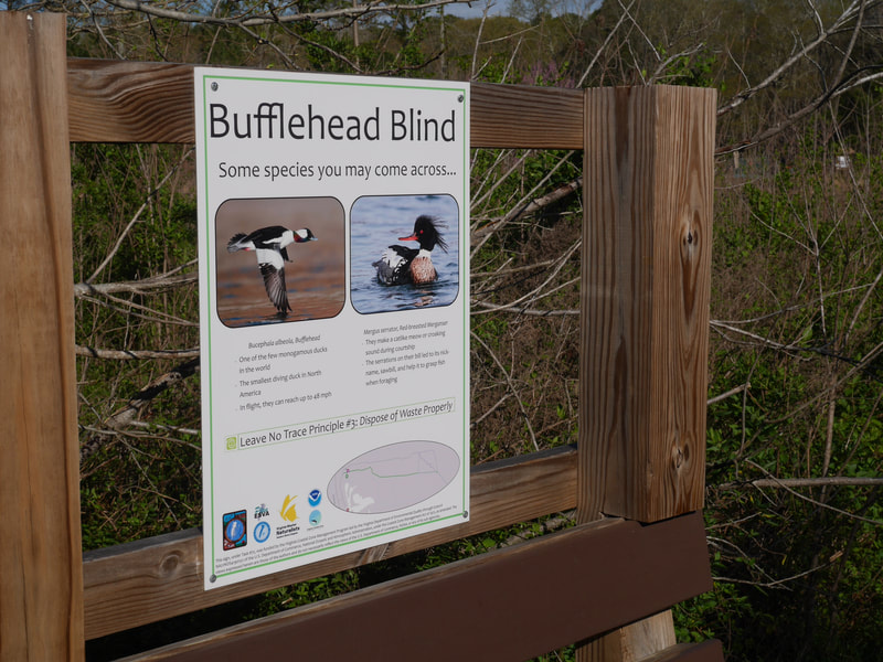 interpretive sign reading Bufflehead Blind and showing photos of waterfowl