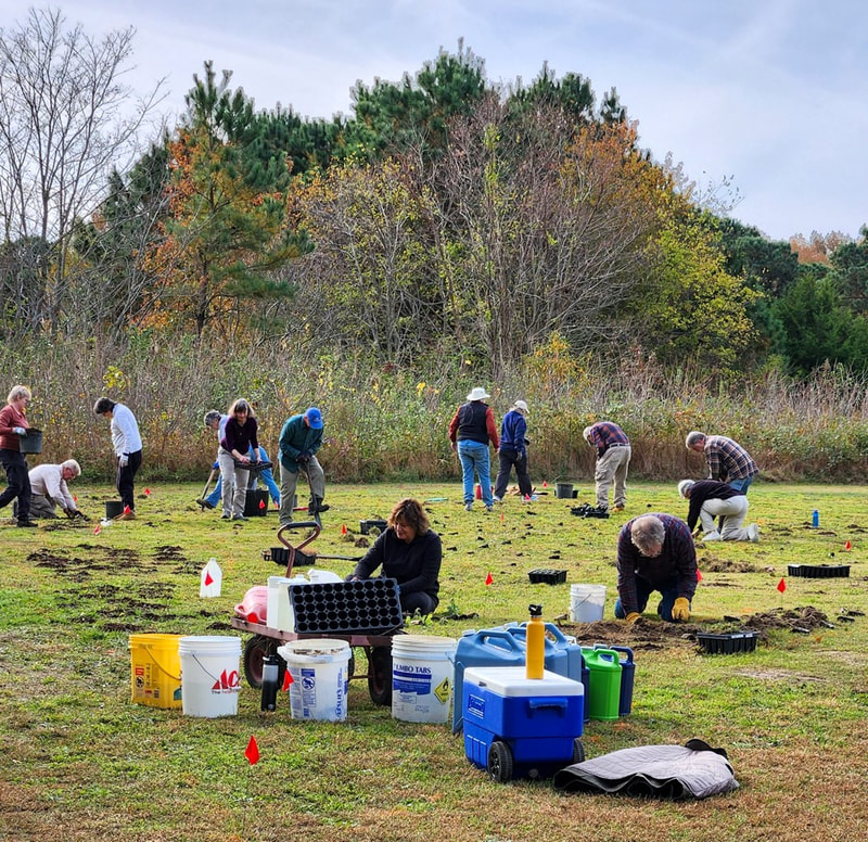 Group of a dozen people planting plants in an open area outdoors