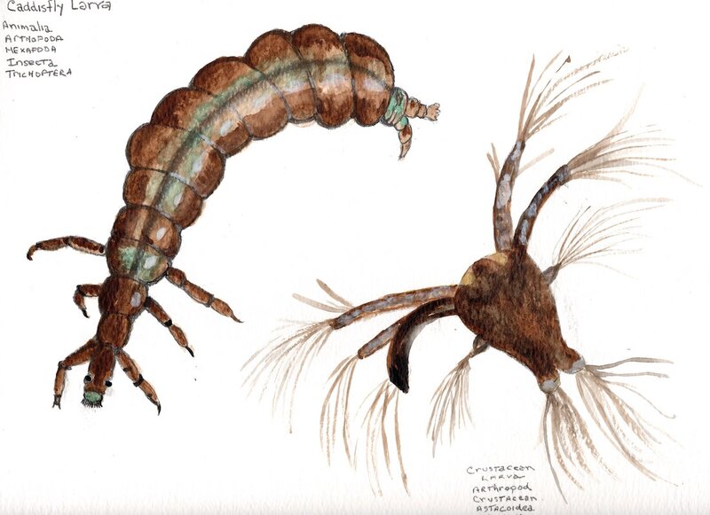 Caddisfly larva and crustacean larva