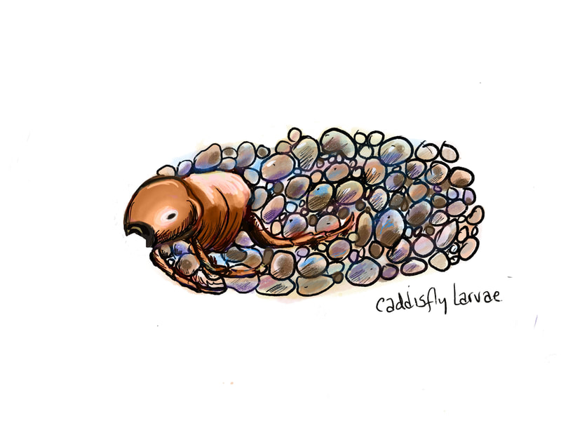 brown caddisfly larva in case made of shiny blue and purple pebbles