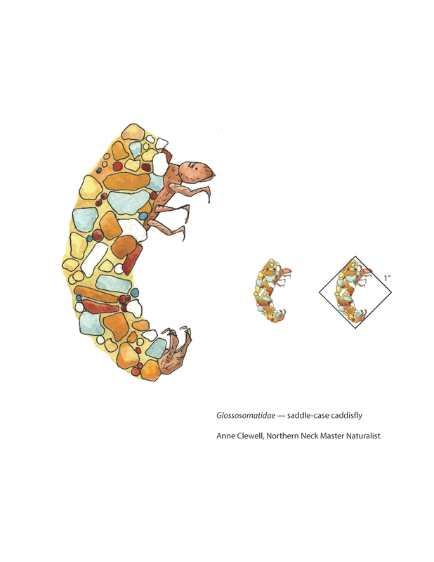 Caddisfly larva in case made of multicolored pebbles
