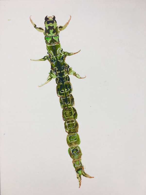 green caddisfly larva