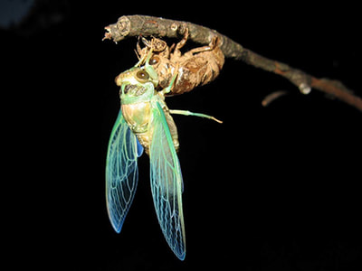 Newly emerged cicada hanging from molted exoskeleton.