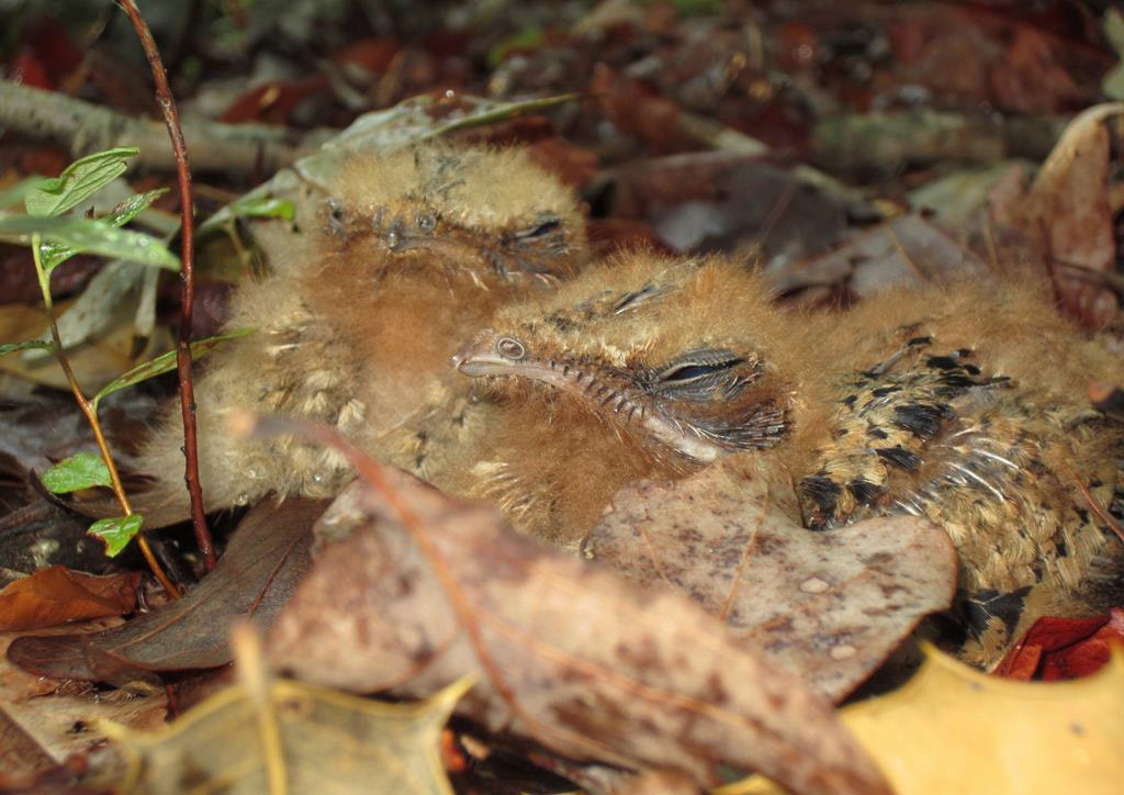 Photo of small bird chicks on leaves on the ground.