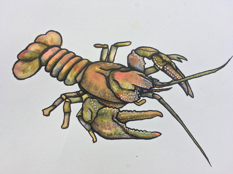 crayfish with gold, brown, and rosy coloration