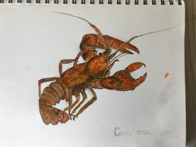 red-colored crayfish