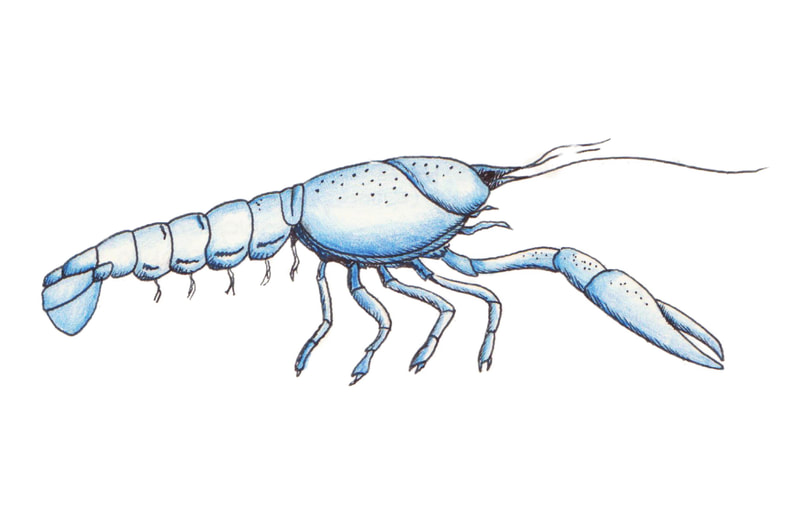 blue-colored crayfish