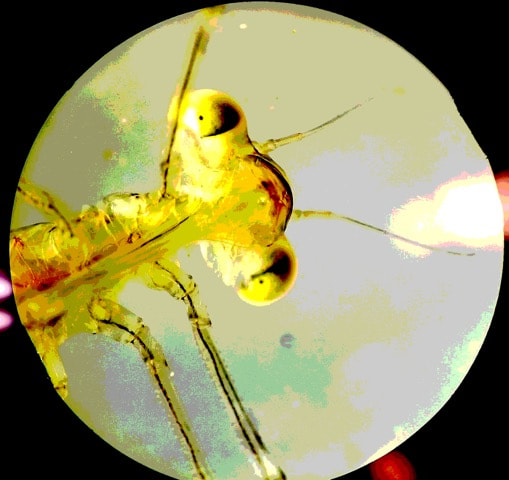 image of damselfly head and thorax as seen through microscope