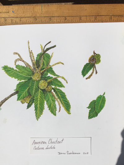 Chestnut branch with flowers and burrs