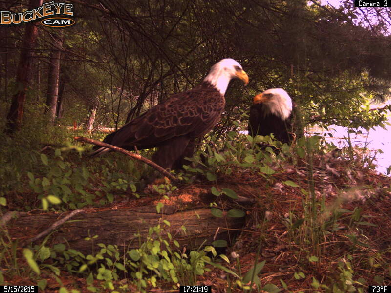 Pair of bald eagles on the ground