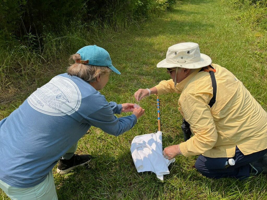 two volunteers in the grass collecting ticks into a vial