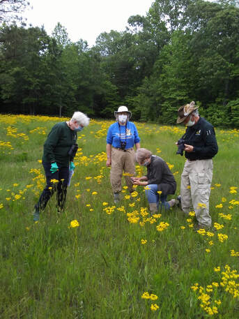 Four people in a field of yellow flowers examining something on the ground
