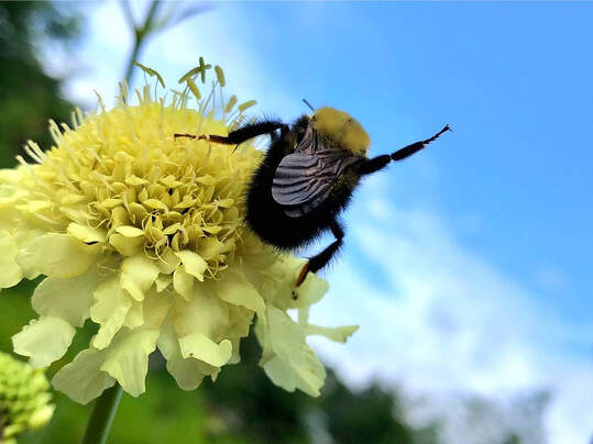 image of a bee on a flower, waving its leg