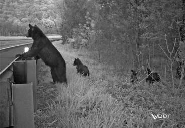 bear with three cubs peering over a guardrail next to a highway