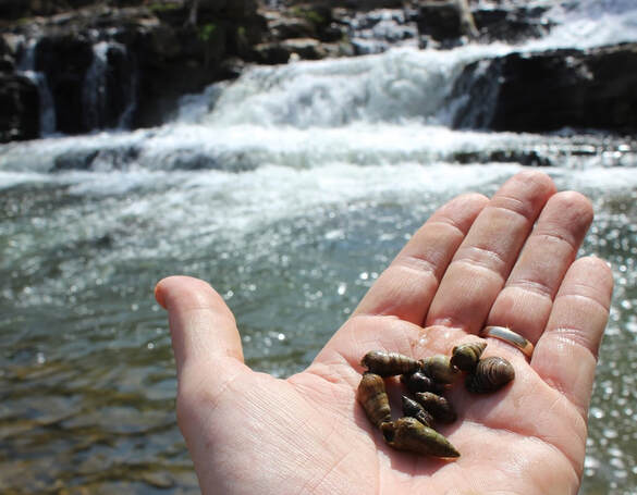 hand holding snail shells in foreground, waterfall in background