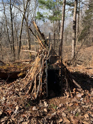 structure in forest made of piled up sticks with a cage door on the front that drops down