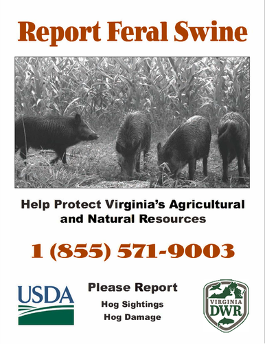 Report feral swine, help protect Virginia's agricultural and natural resources. 1 (855) 571-9003. Please report hog sightings and hog damage.