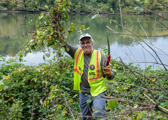 photo of man in safety vest cutting invasive vines on a streambank