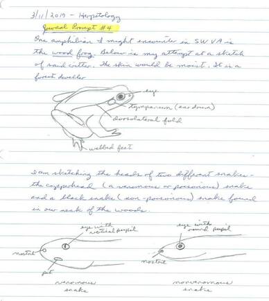 Image of journal page with drawings of a wood frog, a venomous snake, and a non-venomous snake