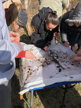 Volunteers picking through a collection of insects on a white net.