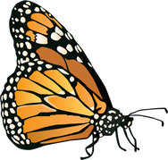 drawing of a monarch butterfly