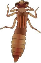 drawing of dragonfly larva