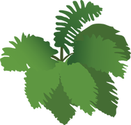 Drawing of green fern fronds