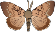 drawing of a gypsy moth