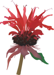 Drawing of red bee balm (Monarda) flower