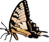 drawing of a swallowtail butterfly