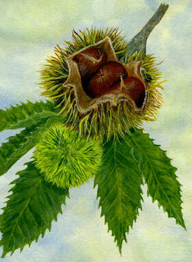 drawing of a chestnut burr and leaves