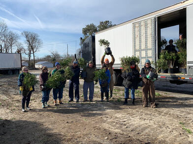 Eleven people outside unloading potted shrubs from a large truck.