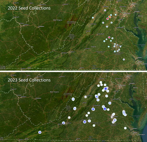 two maps, one labeled 2022 seed collection with dots marking collection sites mainly in the northern Piedmont and coastal areas of the state. One marked 2023 seed collections with dots marking collection sites distributed over a larger area of the state.