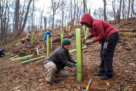 people working together to plant trees and put plastic protection tubes around them on a hillside