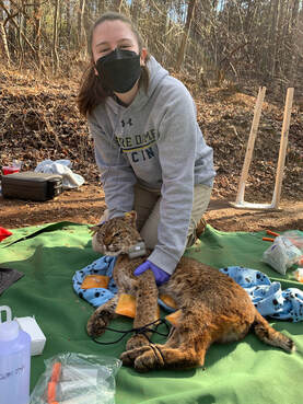 researcher with captured bobcat that is asleep