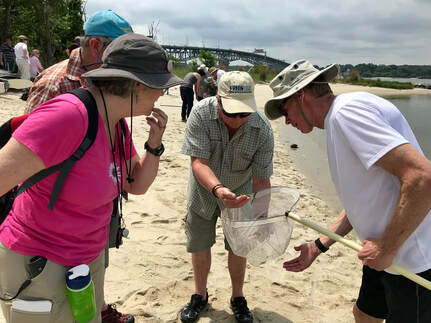 four people on a beach, bent over to look at contents of aquatic collection net