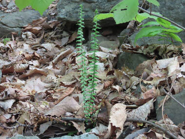 small fern growing up out of leaves on forest floor