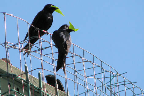 photo of two purple martin birds holding leaves in their beaks and perched on wire caging