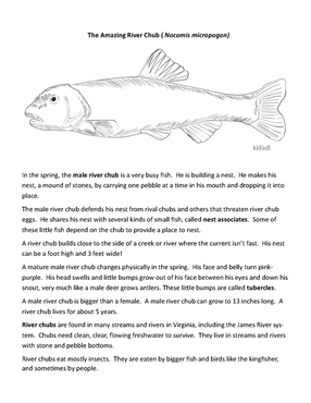 coloring page with picture of a river chub and facts about the species