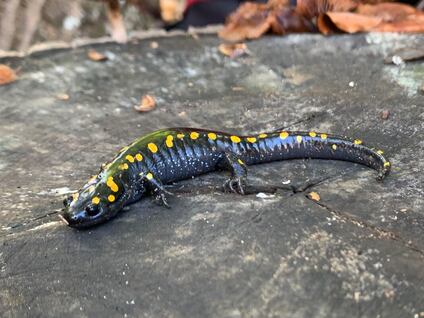 dark grey-black salamander with yellow spots
