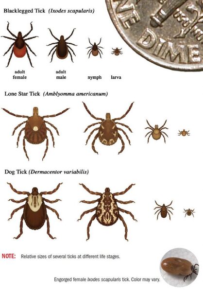 pictures of three species of ticks